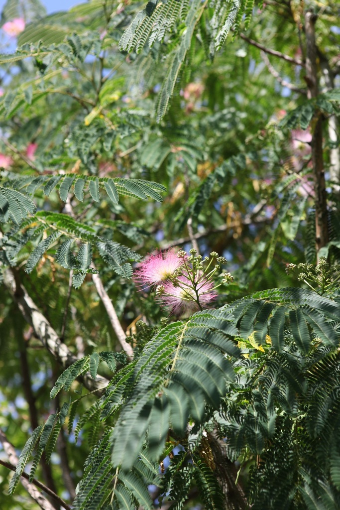 ALJULIBR_20250704121204.JPG