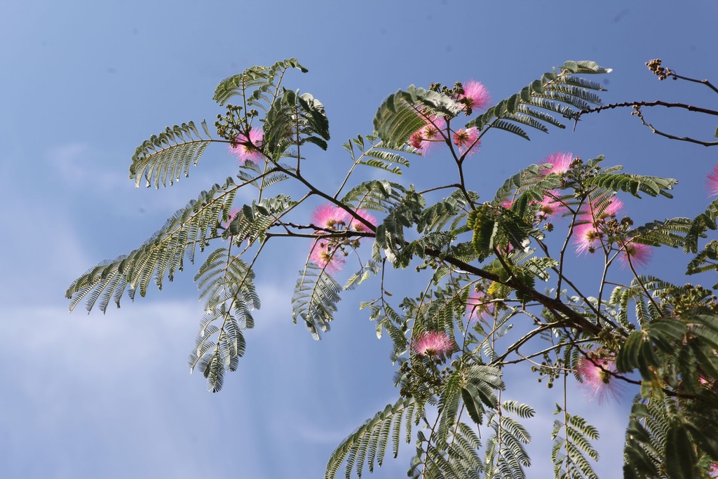 ALJULIBR_20250704121227.JPG