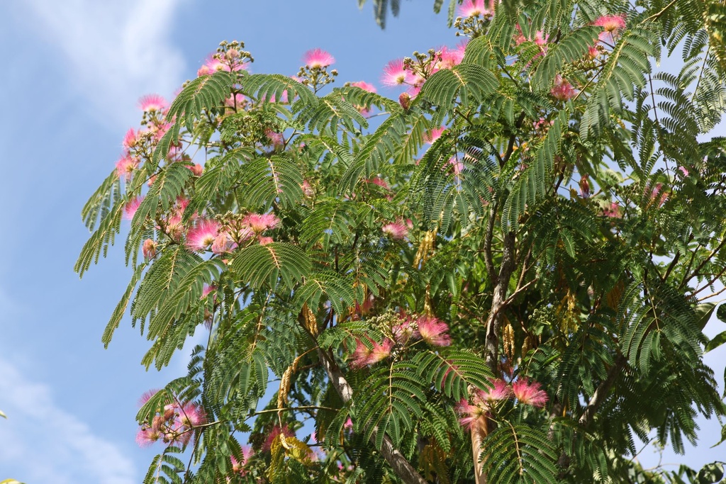 ALJULIBR_20250704121242.JPG