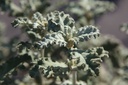 BUGSSERV_20250704085322.JPG