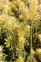CEHKGOLD_20250704120257.JPG