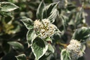 COASVARI_20250704084029.JPG