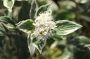COASVARI_20250704084035.JPG