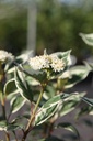COASVARI_20250704084048.JPG