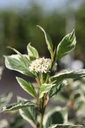 COASVARI_20250704084050.JPG