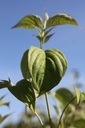 COXSPINK_20250704102146.JPG