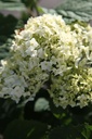 HYAFLOWE_20250704083725.JPG
