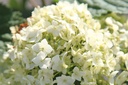 HYAFLOWE_20250704083727.JPG