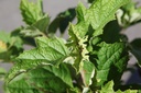 HYQGGAL_20250704090148.JPG