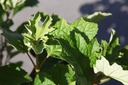 HYQGGAL_20250704090151.JPG
