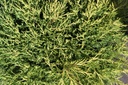 JUPOGOLD_20250704120458.JPG