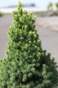 PIGREND_20250704120055.JPG