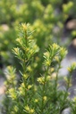 TAMGROEN_20250704151104.JPG