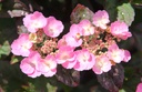 HYSDARED_20250708103925.JPG