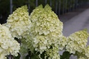 HYPPBEAR_20250714102532.JPG