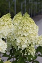 HYPPBEAR_20250714102535.JPG
