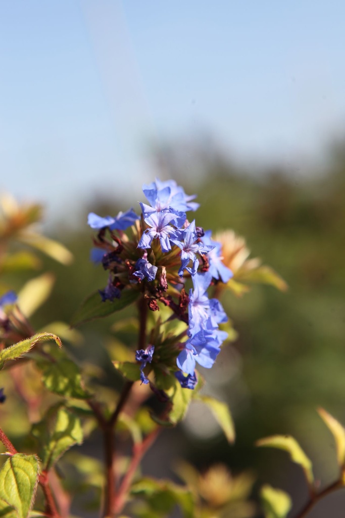 CEWFBLUE_20250709092753.JPG