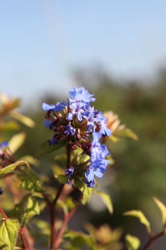 CEWFBLUE_20250709092753.JPG