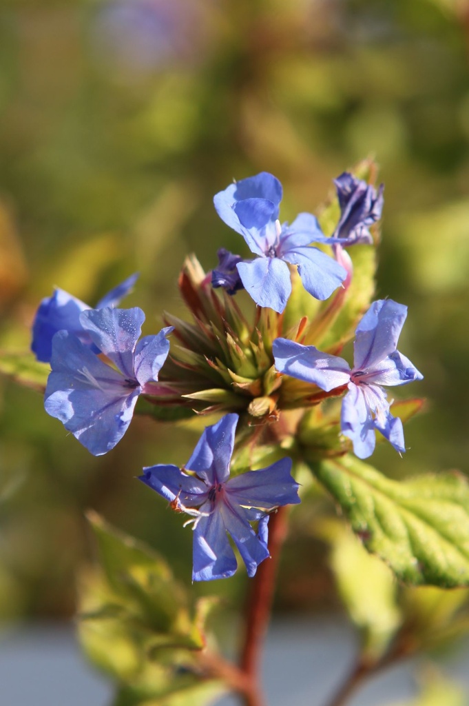 CEWFBLUE_20250709092804.JPG