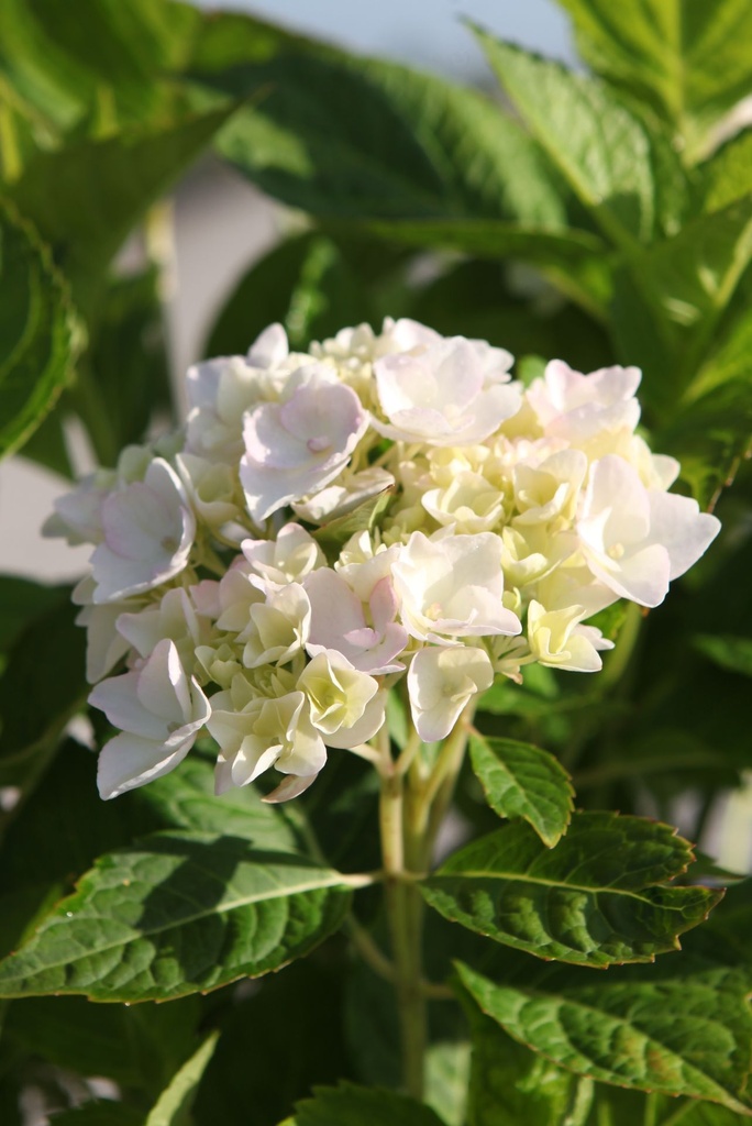 HYMESBRI_20250709084635.JPG