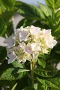 HYMESBRI_20250709084635.JPG
