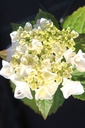 HYMESBRI_20250709084723.JPG