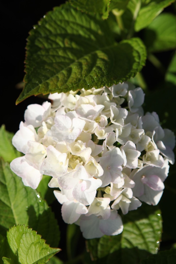 HYMESBRI_20250709084744.JPG