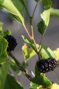 MORMBERR_20250709082942.JPG