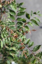 PICHINEN_20250709093458.JPG
