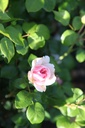 ROGIARDI_20250709083222.JPG