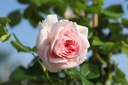 ROGIARDI_20250709091050.JPG