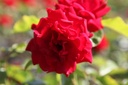 RONWEIBU_20250709111014.JPG