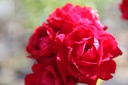 RONWEIBU_20250709111024.JPG