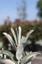 SACIALLE_20250709094244.JPG