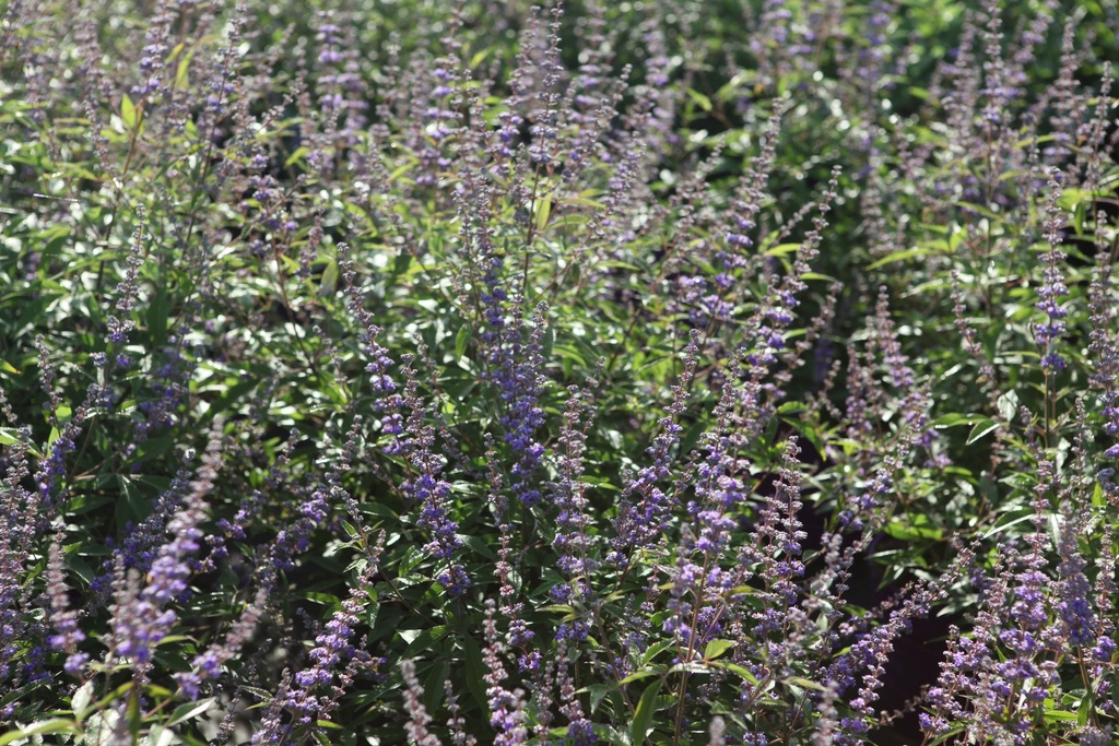 VIACQBEE_20250709082359.JPG