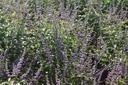 VIACQBEE_20250709082359.JPG