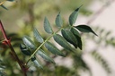 ZASCHINI_20250709104304.JPG