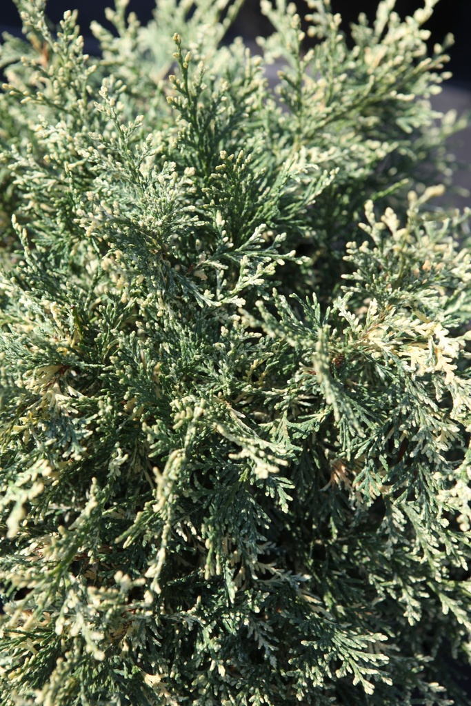 CHLPSWIR_20250710105902.JPG