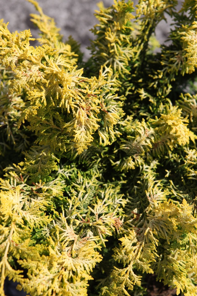 CHOFGOLD_20250710110236.JPG