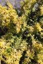 CHOFGOLD_20250710110236.JPG