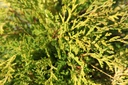 CHOKAMAR_20250710105308.JPG