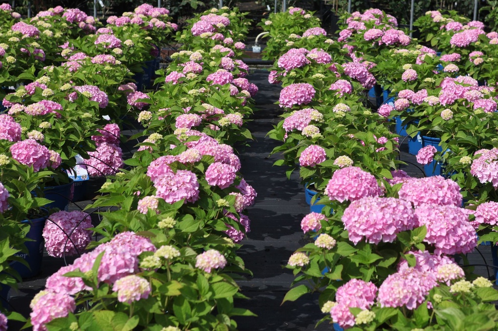 HYMESORI_20250710115811.JPG