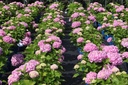 HYMESORI_20250710115811.JPG
