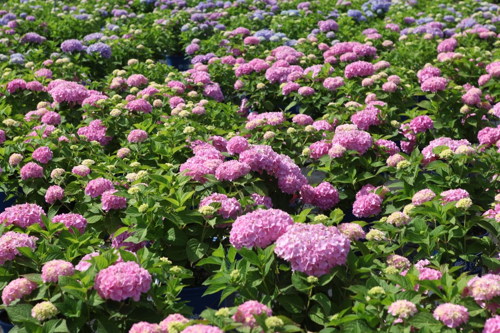 HYMESORI_20250710115813.JPG