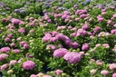 HYMESORI_20250710115813.JPG