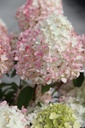 HYPPINKA_20250710113722.JPG