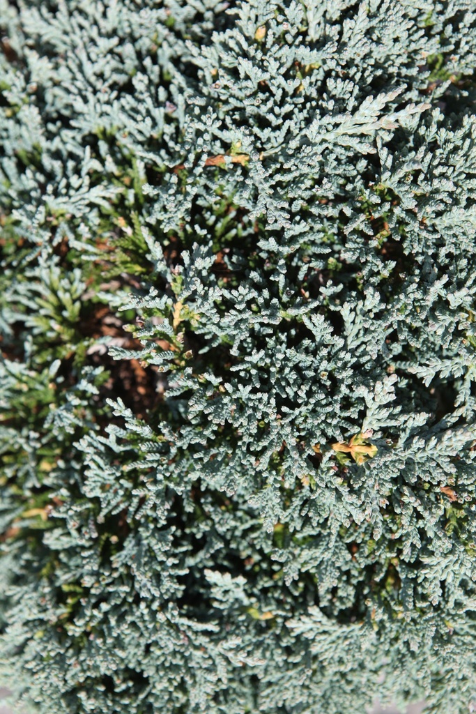 JUHIBLUE_20250710133923.JPG