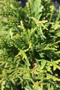 THDOLABR_20250710105453.JPG