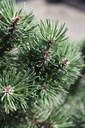 PIMCOLUM_20250710114550.JPG
