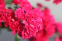 ROFQUEEN_20250710091134.JPG